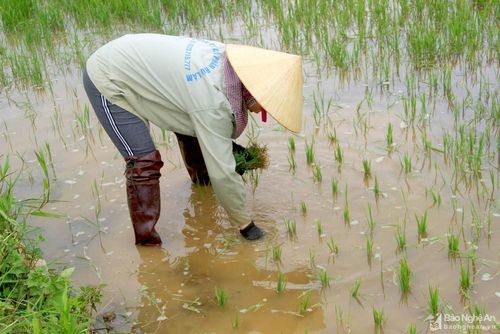 Ông Trần Nguyên Hòa - Trưởng Phòng NN&amp;PTNT huyện Nghi Lộc cho biết: Hoàn lưu bão số 2 đã gây mưa trên diện rộng, là “cơn mưa vàng” cứu hàng ngàn ha lúa đang bị khô hạn nặng nề tại địa phương. Theo thống kê sơ bộ, cơn mưa đầu tháng 8 đã cứu được 3.000 ha lúa hạn, trong đó có 1.000 ha lúa có nguy cơ chết khô. Hiện huyện đang chỉ đạo các xã huy động người dân chăm sóc lúa sau mưa để sinh trưởng trở lại. Ảnh: Q.A
