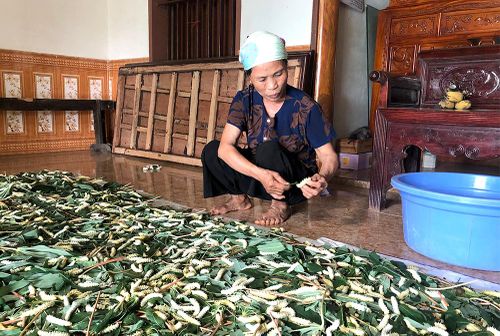 Nuôi tằm thương phẩm cũng được các gia đình trong khu thực hiện nhằm tăng thu nhập cho gia đình.