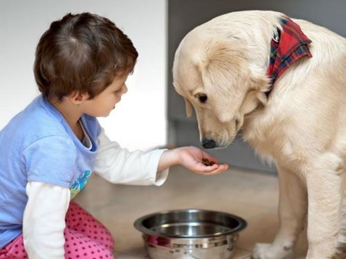 Chơi với thú nuôi: Một số nghiên cứu có chứng minh rằng, chơi với thú cưng vào buổi sáng giúp bạn cải thiện được tâm trạng và vui vẻ hơn trong cuộc sống.