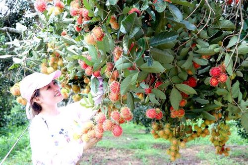 Khách tham quan vườn trái cây kiểu mẫu tại xã Bình Lộc (TP.Long Khánh). Ảnh: B.Nguyên