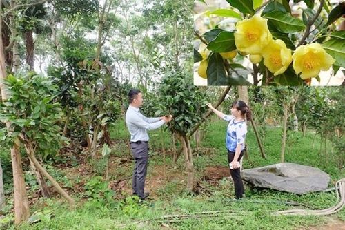 Trồng trà hoa vàng, hướng đi mới mang lại hiệu quả kinh tế cao cho người dân và tạo nên sản phẩm du lịch thương hiệu của Tam Đảo.