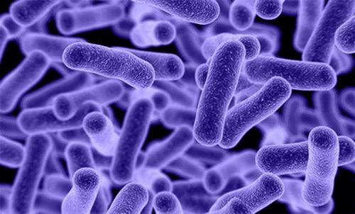 Khuẩn salmonella có hình dạng móng tay gây ra bệnh thương hàn. Ảnh: Vanguard