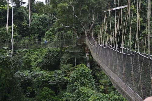 Cây cầu Kakum Canopo Walk, Ghana (Ảnh: CurlyTales)