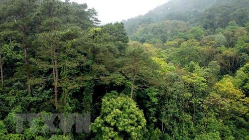 Mật độ che phủ của cánh rừng thông ở Vườn quốc gia Tam Đảo được đảm bảo, tạo cảnh quan và giữ gìn môi trường sinh thái. (Ảnh: Hoàng Hùng/TTXVN)