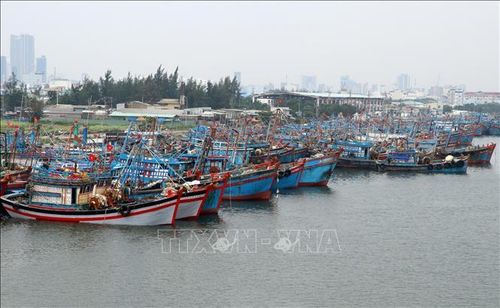 Tàu cá của ngư dân neo đậu tại Âu thuyền Thọ Quang, Đà Nẵng. Ảnh tư liệu: Trần Lê Lâm/TTXVN