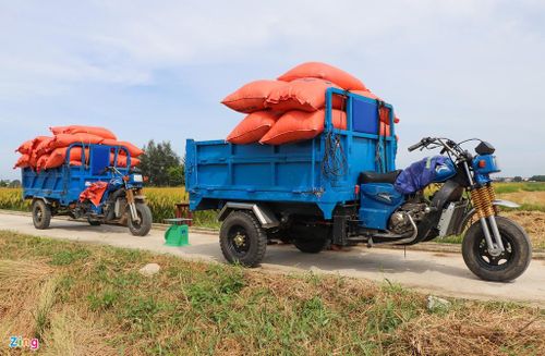  Trong khoảng 300 ha lúa hè thu, người dân đã thu hoạch được hơn 70% diện tích.