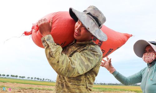  Nhiều người sau khi thu hoạch đã bán cho thương lái ngay tại ruộng. "Lúa năm nay giá gần 7.000 đồng/kg, nhà tôi có 3 ha thì thu nhập cũng ổn định. Nhưng bây giờ tôi phải cố gắng thu hoạch cho xong trước khi bão ập vào nếu không thì chẳng biết làm sao", bà Nguyễn Thị Lê Thanh nói. 
