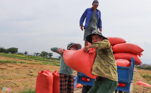  "Nhà tôi có 3 ha lúa đang vào vụ thu hoạch. Hai hôm nay, tôi thuê máy gặt để tránh bão. Hôm nay gặt được 1 ha nhưng không phơi kịp. Nếu ngày mai nắng thì mới phơi xong", ông Nguyễn Văn Trung chia sẻ. 