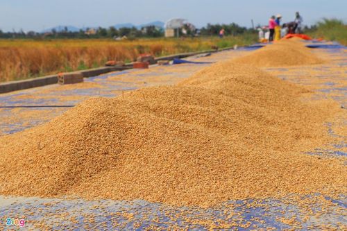  Dự kiến đến ngày 18/9, người dân sẽ thu hoạch toàn bộ diện tích lúa còn lại. 
