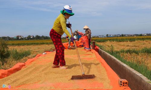  Nhiều người dân tranh thủ phơi lúa ngay trên đường để kịp chuyển về nhà bảo quản. 