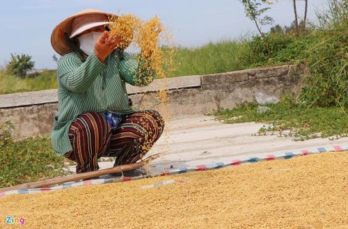  "Nhà tôi có 20 sào lúa (1 ha), còn khoảng mấy ngày nữa là tới vụ thu hoạch nhưng nghe báo bão nên phải thuê người gặt rồi phơi lúa cho kịp. Bây giờ máy còn gặt ngoài ruộng, hy vọng mai còn nắng để phơi cho khô chứ bão vào thì không biết phải làm sao", bà Phạm Thị Tuyết (người dân phường Cẩm Châu, TP Hội An) nói. 