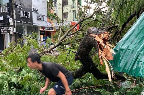 Cây cổ thụ đổ tại TP Huế. Ảnh: Vietnamnet