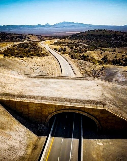 Cầu động vật US93 ở Nevada, Mỹ.