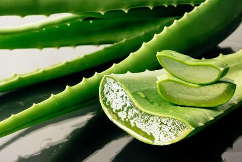 Nha đam Nha đam hay còn gọi là lô hội rất được ưa chuộng cho việc làm đẹp. Nghiên cứu cho thấy dùng gel nha đam hàng ngày là cách làm giảm nếp nhăn một cách đáng kể, bởi gel nha đam giúp bổ sung collagen và làm tăng độ ẩm cho da, giúp làm mờ và hạn chế sự xuất hiện của nếp nhăn.