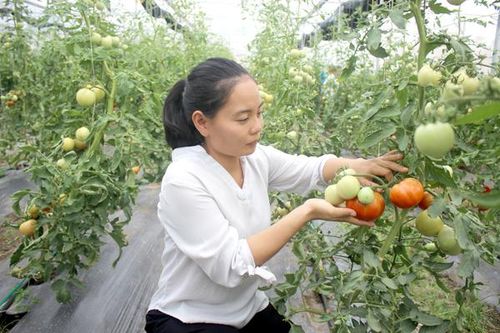 Mô hình trồng rau sạch trong nhà màng của nông dân H.Cẩm Mỹ. Ảnh: Bình Nguyên