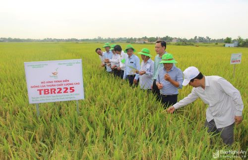 Sản xuất giống lúa chất lượng cao tại xã Hoa Thành, Yên Thành. Ảnh: Văn Trường