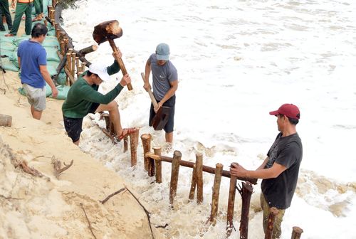 Cọc gỗ và bao cát là vật dụng hữu hiệu gia cố để chống sạt lở khi bão đổ bộ.