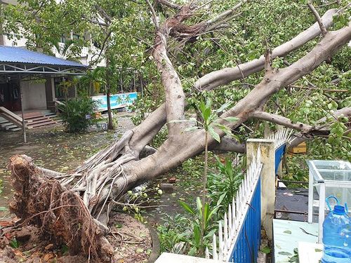 Một cây cổ thụ trong khuôn viên Thư viện tỉnh Bình Định bị bật gốc, đè ngã một đoạn tường rào của đơn vị này. Ảnh: Pháp luật TP HCM.