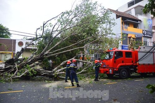 Các lực lượng chức năng đã nhanh chóng triển khai nhân lực để dọn dẹp cây xanh ngã, đổ, gãy trên các tuyến phố nhằm đảm bảo giao thông thông suốt và giảm thiểu thiệt hại. Thống kê ban đầu cho thấy, toàn thành phố có khoảng hơn 250 cây xanh bị gãy, đổ do ảnh hưởng của bão. Ảnh: Giang Thanh