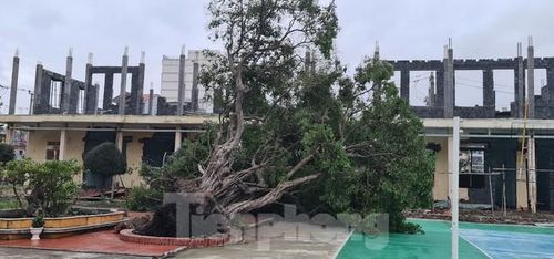 Sức gió mạnh, quần thảo liên tục nhiều giờ liền khiến cây cổ thụ cũng bật gốc. Ảnh: Cảnh Huệ