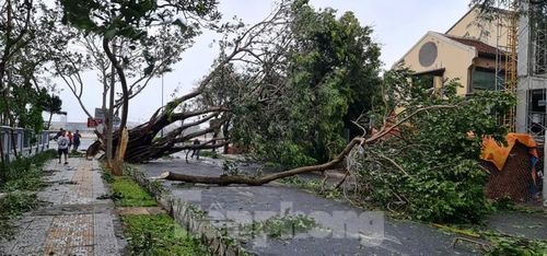 Các cây cổ thụ trên các tuyến đường gần khu vực sông Hàn như Bạch Đằng, Trần Phú, Trần Quý Cáp.... cũng bị gió giật đổ la liệt, khiến giao thông ngưng trệ. Ảnh: Cảnh Huệ