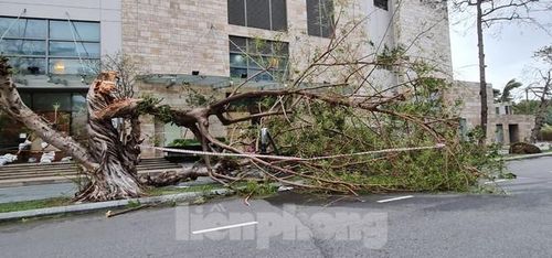 Một cây cổ thụ lớn ở đường Bạch Đằng bị gió "bẻ" gãy. Ảnh: Cảnh Huệ