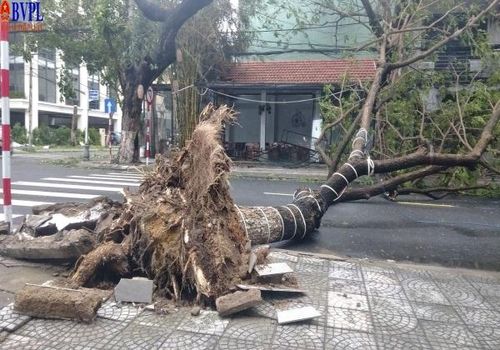  Trên các tuyến phố, cây xanh bị gió quật đổ la liệt, cản trở giao thông. Trên đường Trần Quý Cáp (quận Hải Châu, Đà Nẵng), một cây xanh gãy đổ chắn ngang đường, lực lượng dân phòng và trật tự đô thị được huy động để cưa cây, giải tỏa ách tắc.