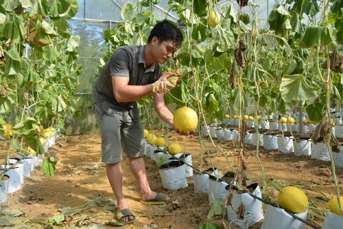  Sản xuất dưa lưới ở xã Ngọc Phụng, huyện Thường Xuân, tỉnh Thanh Hóa. Ảnh: NGUYỄN DIỆP ANH