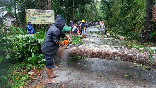 Dọn cây đổ do bão Goni ở Bicol. Ảnh: Licas