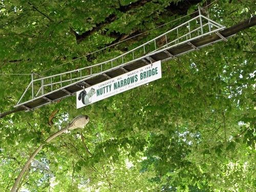 Cây cầu dành riêng cho sóc tại Washington, Mỹ