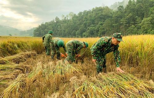 Cán bộ, chiến sĩ Đồn Biên phòng Bạch Đích, BĐBP Hà Giang giúp nhân dân gặt lúa. Ảnh: Văn Lanh