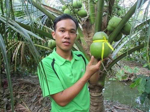 Những trái dừa trong vườn của anh Tâm được tạo hình độc đáo.