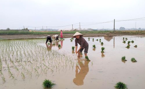 Theo khuyến cáo của ngành Nông nghiệp, bà con nông dân xã Thanh Hà, huyện Thanh Ba gieo cấy trà sớm vụ Chiêm Xuân đúng khung lịch thời vụ.