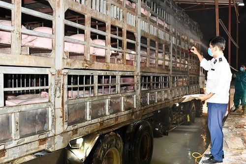 Bộ NN&PTNT đề nghị các tỉnh, TP kiểm soát chặt việc lưu thông lợn. Ảnh: Báo Hải Quan.