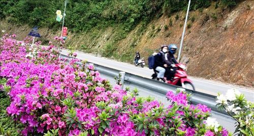 Hoa Đỗ quyên nở rộ ven đường lên khu du lịch Tam Đảo.