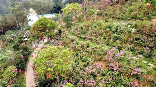 Hoa Đỗ quyên nở rộ ở khu đồi "Vương quốc hoa Đỗ quyên" thuộc thôn Đồng Bùa, xã Tam Quan, huyện Tam Đảo.