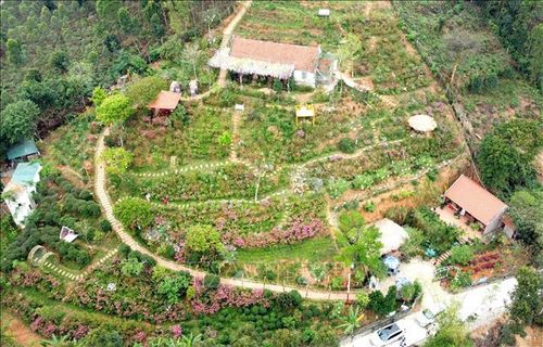 Khu đồi "Vương quốc hoa Đỗ quyên" tại thôn Đồng Bùa, xã Tam Quan, huyện Tam Đảo là nơi thu hút nhiều khách tham quan tới thưởng ngoạn vẻ đẹp của hoa Đỗ quyên - loài hoa “báo Xuân” thường khoe sắc mỗi độ Tết đến, Xuân về.