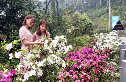 Các bạn trẻ chụp ảnh kỉ niệm bên hoa Đỗ quyên trên đường lên khu du lịch Tam Đảo.
