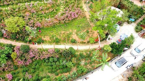 Khu đồi "Vương quốc hoa Đỗ quyên" thuộc thôn Đồng Bùa, xã Tam Quan, huyện Tam Đảo là nơi thu hút nhiều khách tới tham quan, thưởng ngoạn vẻ đẹp của hoa.