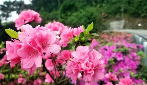 Hoa Đỗ quyên hồng được trồng phổ biến ở Tam Đảo.