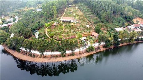 Khu đồi "Vương quốc hoa Đỗ quyên" tại thôn Đồng Bùa, xã Tam Quan, huyện Tam Đảo là nơi thu hút nhiều du khách tới ngắm hoa Đỗ quyên khoe sắc .
