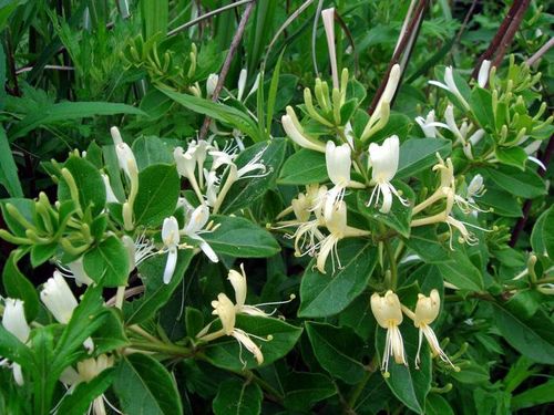 Ngân hoa là nguyên liệu chính trong bài thuốc nam chữa bệnh Rubella này - ảnh minh họa
