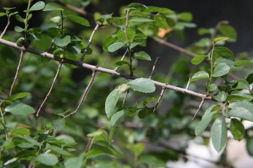 Nguyên liệu lá cành châu có tác dụng hỗ trợ điều trị triệu chứng bệnh cho người mắc rubella - Ảnh Internet