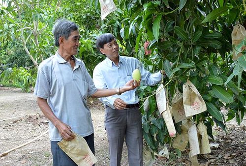 Ông Nguyễn Văn Mách (bên trái) có thâm niên hơn 20 năm trồng xoài, đang phấn đấu trở thành “Người nông dân chuyên nghiệp”