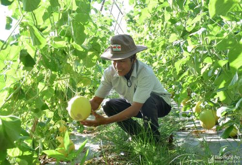 Mô hình trồng dưa cho thu nhập cao trên địa bàn xã Lăng Thành (Yên Thành). Ảnh: Xuân Hoàng