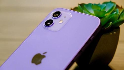 Nhiều người nhận xét, màu tím trên iPhone 12 đậm hơn khá nhiều so với iPhone 11 nhưng vẫn là tông hơi nhạt giống màu hoa oải hương, hoa tử đằng hay hoa đậu biếc.