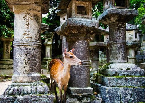 Thành phố Nara. Là thủ đô xa xưa của Nhật Bản, Nara vẫn lưu giữ được văn hóa truyền thống cũng như có nhiều thắng cảnh đẹp. Đây là nơi có Di tích lịch sử Nara cổ - Di sản thế giới do Unesco công nhận. Tuy nhiên, một trong những thứ mà thành phố Nara được nhiều người biết đến nhất chính là số lượng đàn nai hoang dã đông đúc thong dong dạo chơi trong thành phố.