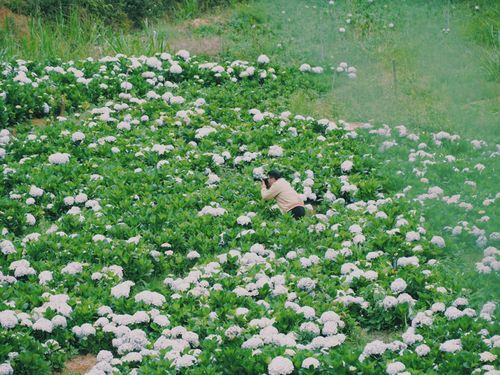  Khu vườn của gia đình chị Việt Anh thu hút nhiều người tới tham quan, chụp ảnh. 