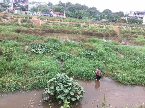 Cây cỏ phủ lấp lòng suối Hội Phú. Ảnh: Bùi Quang Vinh