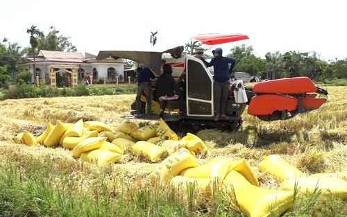 Nông dân Hải Lăng đang tập trung thu hoạch lúa hè thu tại những chân ruộng ở vùng thấp trũng - Ảnh: Đ.V